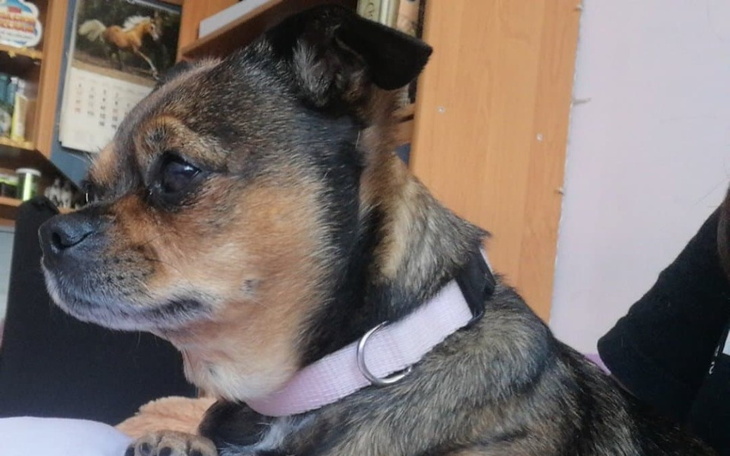 Zbiórka Operacja dla naszego pieska - zdjęcie główne