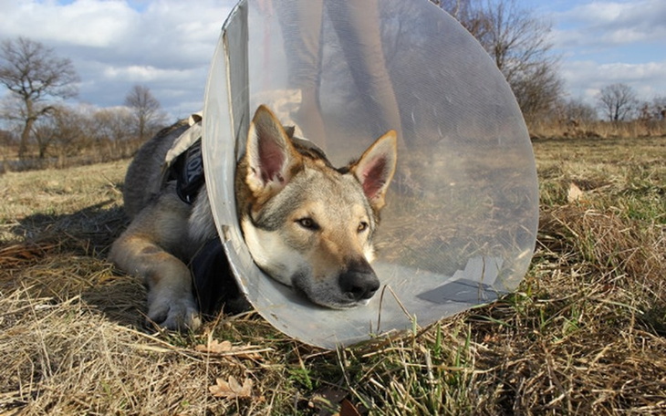 Zbiórka Endoproteza dla psa NITROXA. - zdjęcie główne