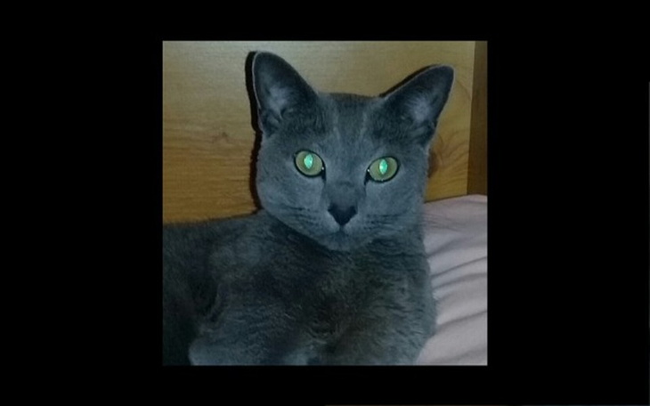 Zbiórka Leczenie futrzastego przyjaciela - zdjęcie główne