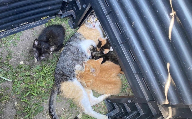 Zbiórka Lepsza przyszłość kociej rodziny - zdjęcie główne