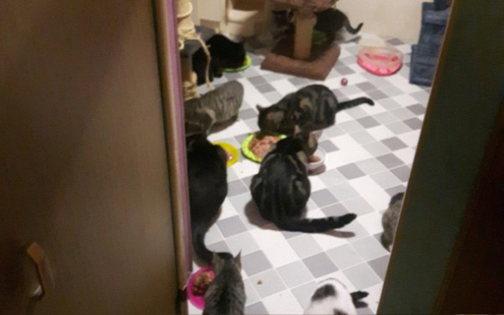 Zbiórka KociDomek-Dom Tymczasowy Trojmia - zdjęcie główne