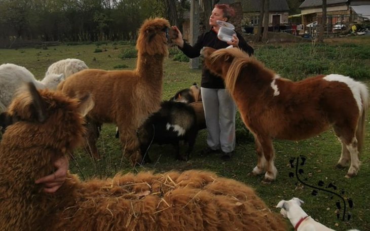 Zbiórka Wyżywienie adopcyjnych zwierząt - zdjęcie główne