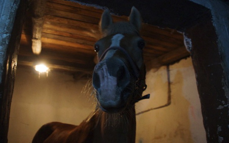 Zbiórka Złota błaga o życie! - zdjęcie główne