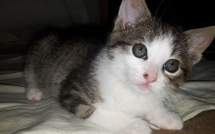 Zbiórka Ozonator/dezynfekcja przytuliska - zdjęcie główne