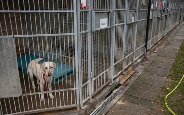 Zbiórka Schroniska i bezdomne psy - zdjęcie główne