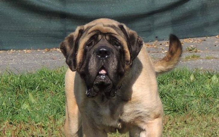 Zbiórka Molly-pomoc w opłaceniu leczenia - zdjęcie główne