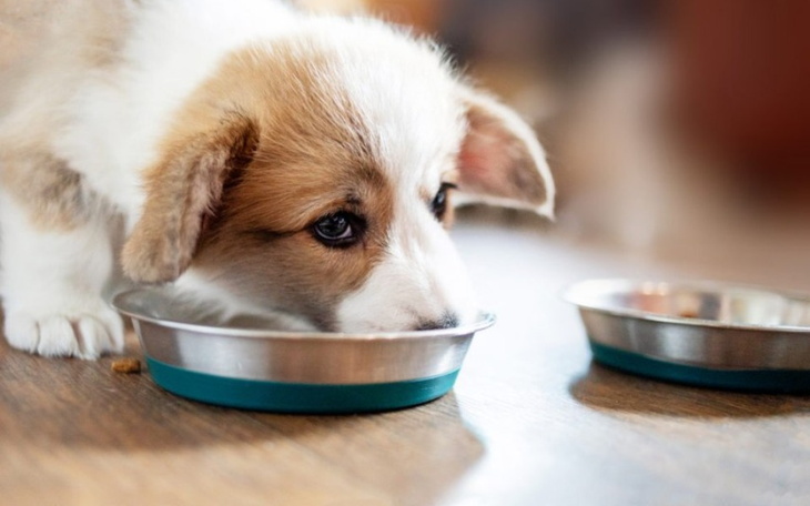 Zbiórka Pieniążki na karmę dla psów - zdjęcie główne
