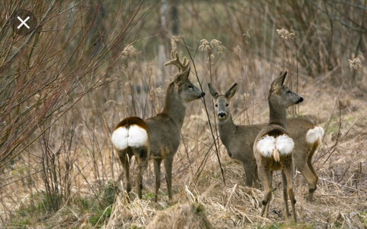 Zbiórka Dokarmianie leśnych zwierząt - zdjęcie główne