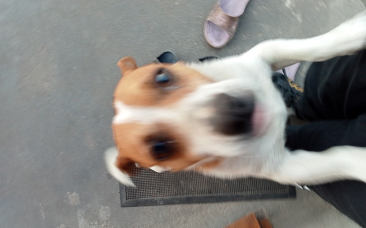 Zbiórka Na pomoc zwierzaką z schroniska - zdjęcie główne