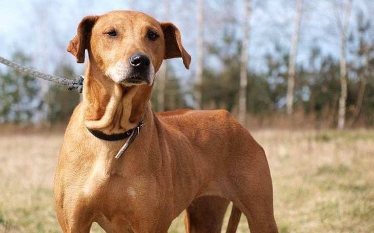 Pies na smyczy, stojący na trawie.