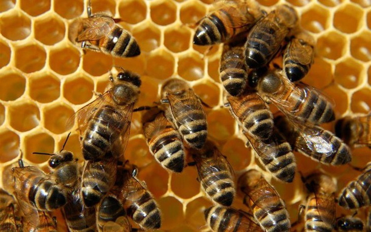 Zbiórka Zbiorka na Pszczoły - zdjęcie główne