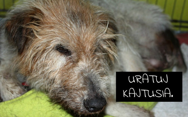 Zbiórka Uratuj Kajtusia. - zdjęcie główne