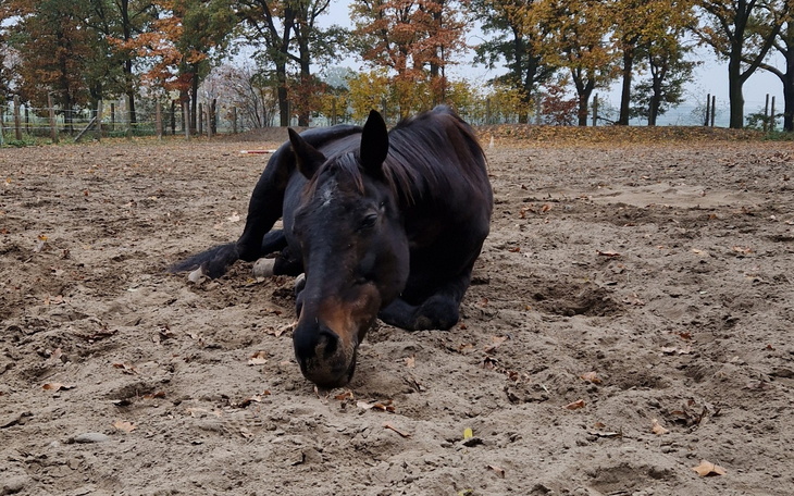 Czarny koń leży na piasku, otoczony jesiennymi drzewami.