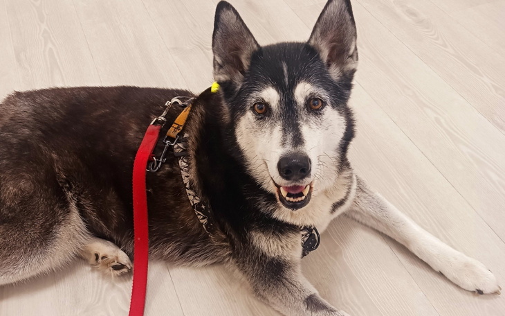 Szczęśliwy pies leżący na podłodze, z uśmiechem na twarzy.