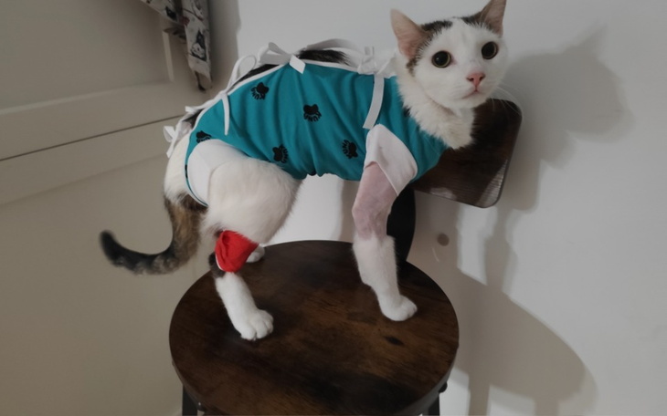 Kot w ubraniu, z opatrunkiem na nodze, siedzący na krześle.