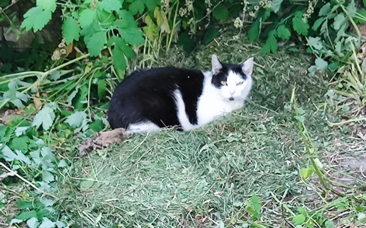 Zbiórka Niebieska Sfora - czerwiec. - zdjęcie główne