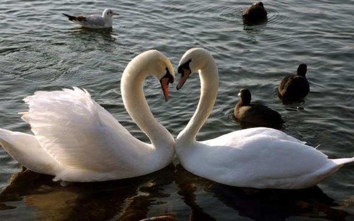 Zbiórka Marzenia/Cele - zdjęcie główne