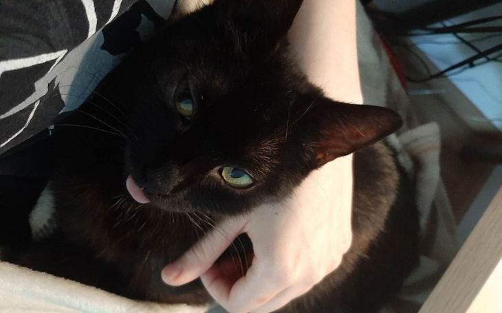 Zbiórka Zbiórka na rzecz Luny - zdjęcie główne