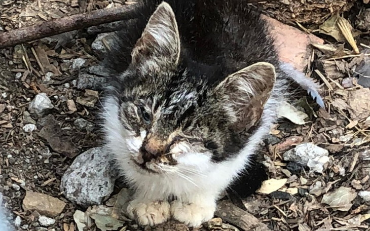 Zbiórka Na ratunek chorym i głodnym - zdjęcie główne