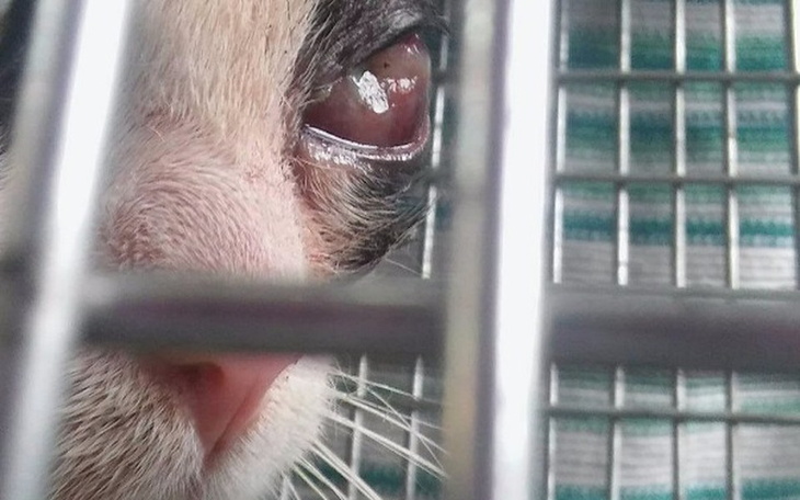 Zbiórka Thor bardzo cierpi - pomóżcie! - zdjęcie główne