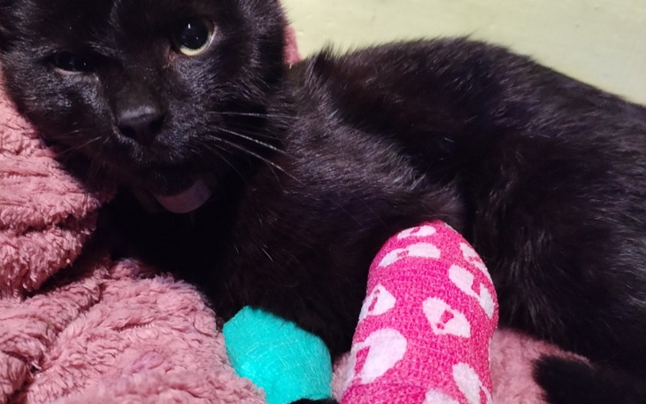 Czarny kot z opatrunkami na łapkach, leżący na miękkim kocu.
