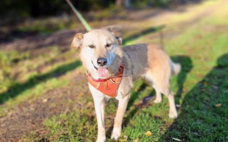 Pies na spacerze, uśmiechnięty i szczęśliwy.