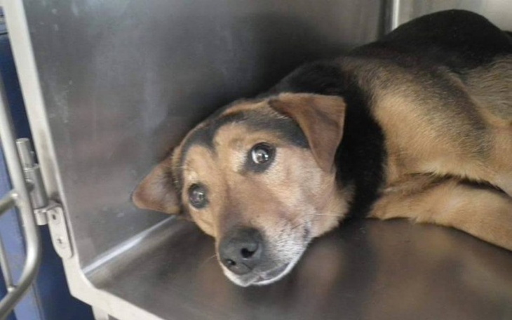 Pies leżący w metalowej klatce, z wyrazem smutku.