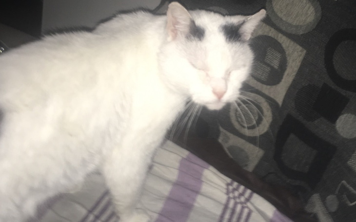 Zbiórka Na kotkav2 - zdjęcie główne