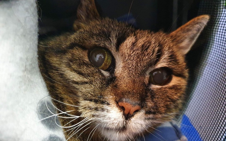 Kot z wyrazistym spojrzeniem, z bliska uchwycony.