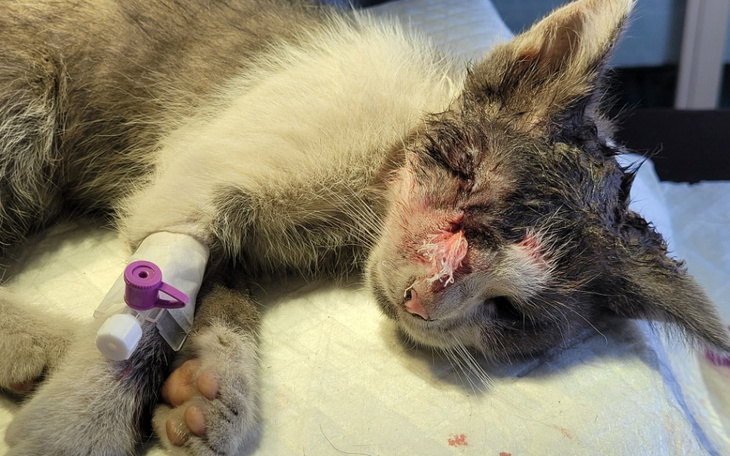 Zbiórka Biedny malutki Szeregowy - zdjęcie główne