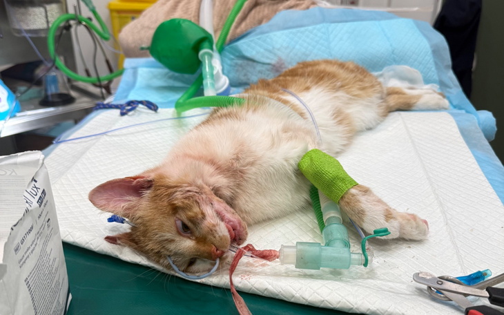 Chory kot na stole operacyjnym, z kroplówką i opatrunkami.