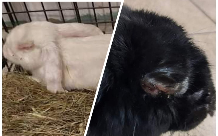 Zbiórka Myksomatoza chce zabrać króliki. - zdjęcie główne