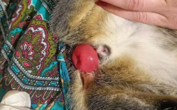 Zbiórka Na pupkę Prady i Pestki - zdjęcie główne