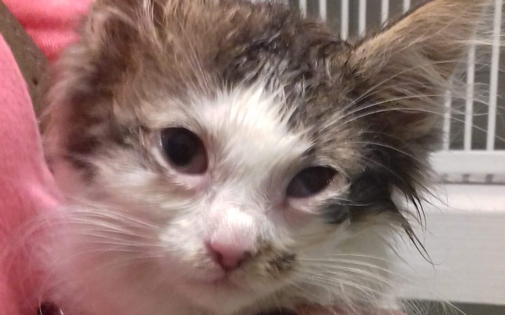 Zbiórka Maluszki walczą i zdrowie - zdjęcie główne