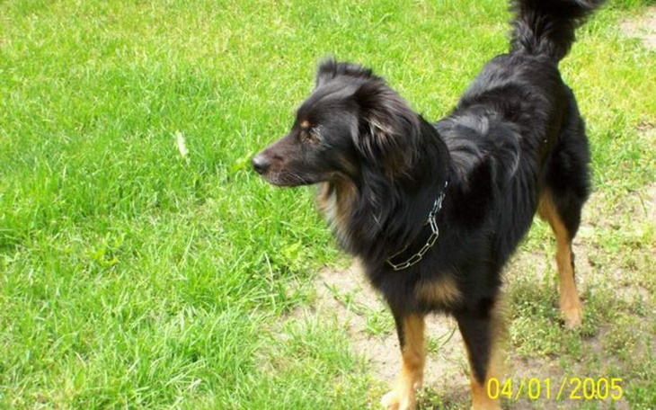 Zbiórka Wspomóżmy zwierzaki - zdjęcie główne