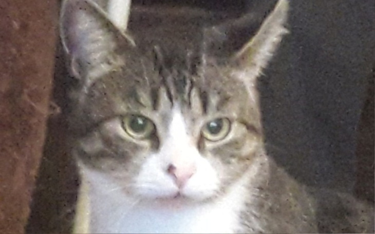 Zbiórka Karma dla kociszczy - zdjęcie główne