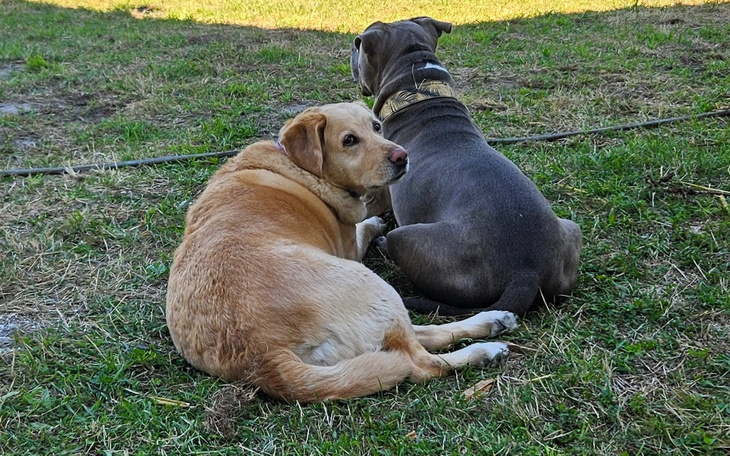 Zbiórka Powrót Torci do zdrowia TPLO - zdjęcie główne