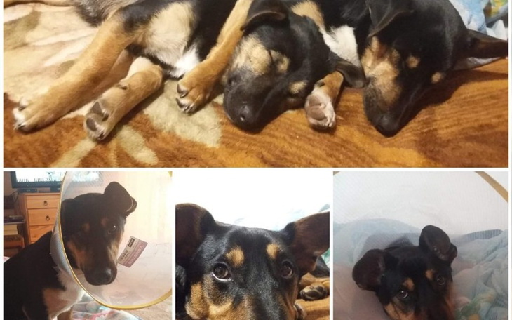 Zbiórka Na moje pieski - zdjęcie główne