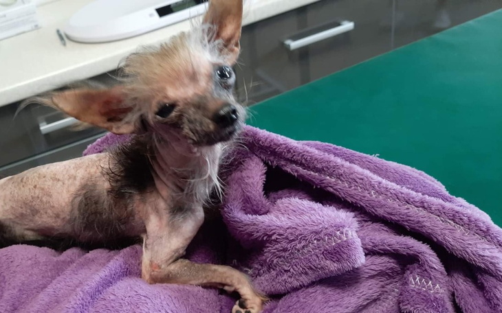 Zbiórka Nelly na faktury z lecznicy - zdjęcie główne