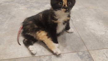 Zbiórka Operacja kotki po wypadku - miniaturka zdjęcia