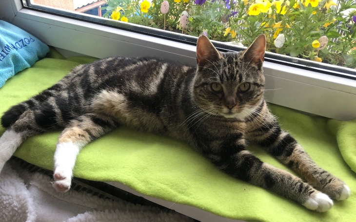 Zbiórka Transport dla Ciastka - zdjęcie główne