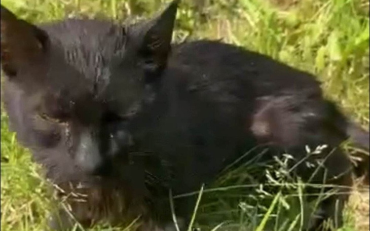 Zbiórka Znajdy proszą o pomoc. - zdjęcie główne