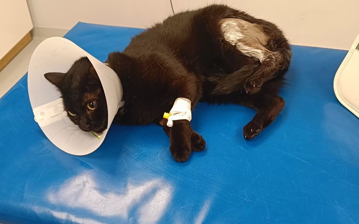 Kot w kołnierzu ochronnym, leżący na stole w klinice weterynaryjnej.