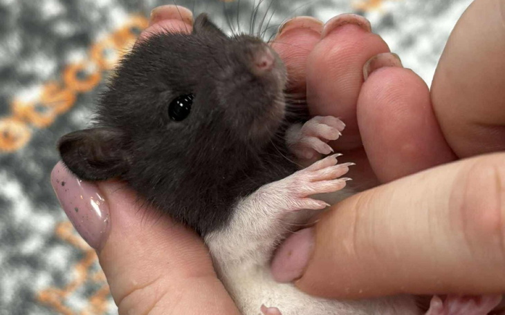 Mały czarny chomik trzymany w dłoniach.