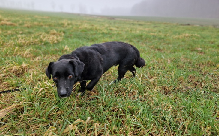 Zbiórka Pomoc behawioralna dla Benia - zdjęcie główne