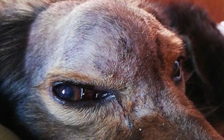 Zbiórka Walka z nowotworem( leki ) - zdjęcie główne