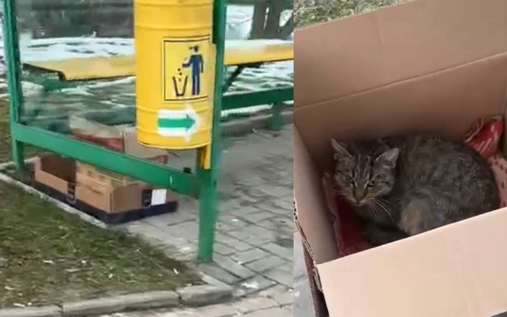 Kot w kartonie, odpoczywający w bezpiecznym miejscu.