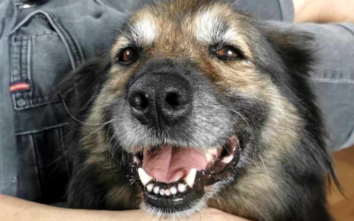 Zbiórka Pomóżcie nam dać Gigi szansę - zdjęcie główne