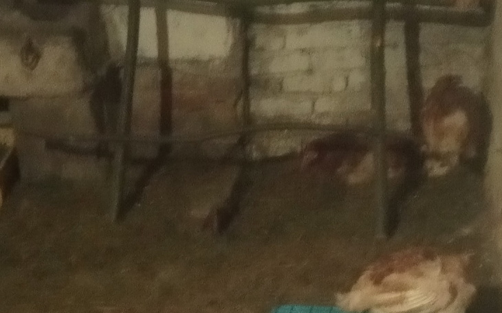 Zbiórka Zbieram na odbudowę obory - zdjęcie główne