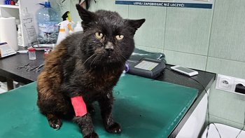 Zbiórka Wiejski kotek prosi o pomoc - miniaturka zdjęcia